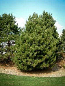 Сосна Чёрная (Pinus Nigra) купить по цене от 270.00р. в интернет-магазине «Посадика» с доставкой почтой в в Порхове и по всей России – [изображение №1].