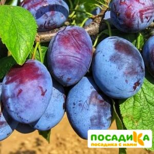 Слива Чачакская ранняя купить по цене от 229.00р. в интернет-магазине «Посадика» с доставкой почтой в в Порхове и по всей России – [изображение №1].