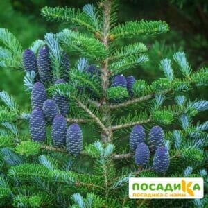 Пихта корейская (Abies koreana) купить по цене от 450.00р. в интернет-магазине «Посадика» с доставкой почтой в в Порхове и по всей России – [изображение №1].