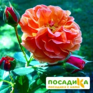 Роза Арабия купить по цене от 350.00р. в интернет-магазине «Посадика» с доставкой почтой в в Порхове и по всей России – [изображение №1].