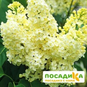 Сирень Примроуз (Primrose) купить по цене от 529.00р. в интернет-магазине «Посадика» с доставкой почтой в в Порхове и по всей России – [изображение №1].