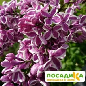 Сирень Сенсация купить по цене от 529.00р. в интернет-магазине «Посадика» с доставкой почтой в в Порхове и по всей России – [изображение №1].