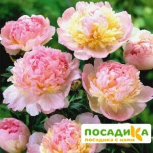 Пион Распберри Сандей (Paeonia Raspberry Sundae) купить по цене от 959р. в интернет-магазине «Посадика» с доставкой почтой в в Порхове и по всей России – [изображение №1].