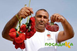 Клубника Гигант Джорнея купить по цене от 266р. в интернет-магазине «Посадика» с доставкой почтой в в Порхове и по всей России – [изображение №1].