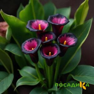 Калла Аура Лейс купить по цене от 400р. в интернет-магазине «Посадика» с доставкой почтой в в Порхове и по всей России – [изображение №1].