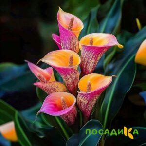 Калла Оникс купить по цене от 450р. в интернет-магазине «Посадика» с доставкой почтой в в Порхове и по всей России – [изображение №1].
