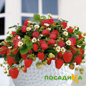 Клубника Рубиновый Шепот (горшечная) купить по цене от 240р. в интернет-магазине «Посадика» с доставкой почтой в в Порхове и по всей России – [изображение №1].