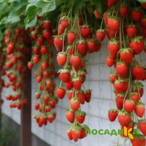 Клубника вьющаяся Комплимент купить по цене от 470р. в интернет-магазине «Посадика» с доставкой почтой в в Порхове и по всей России – [изображение №1].