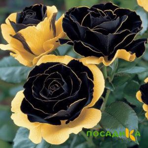 Роза Ханни Сикл купить по цене от 700р. в интернет-магазине «Посадика» с доставкой почтой в в Порхове и по всей России – [изображение №1].