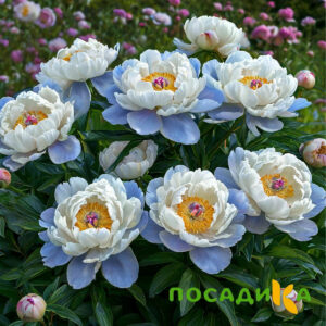 Пион акварельный Этюд купить по цене от 806р. в интернет-магазине «Посадика» с доставкой почтой в в Порхове и по всей России – [изображение №1].