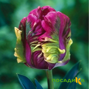Тюльпан Экзотик Хэвен купить по цене от 186р. в интернет-магазине «Посадика» с доставкой почтой в в Порхове и по всей России – [изображение №1].