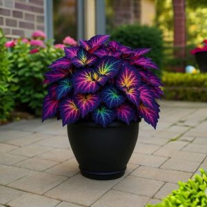 Хоста Фрости Блю купить по цене от 389р. в интернет-магазине «Посадика» с доставкой почтой в в Порхове и по всей России – [изображение №1].