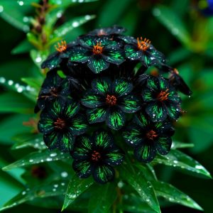 Флокс Ривьера купить по цене от 299р. в интернет-магазине «Посадика» с доставкой почтой в в Порхове и по всей России – [изображение №1].