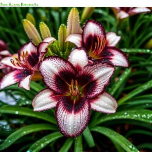 Лилейник Крим Сикл купить по цене от 799р. в интернет-магазине «Посадика» с доставкой почтой в в Порхове и по всей России – [изображение №1].