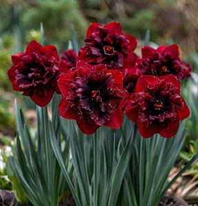 Нарцисс Сапфировый Бриз купить по цене от 3000р. в интернет-магазине «Посадика» с доставкой почтой в в Порхове и по всей России – [изображение №1].