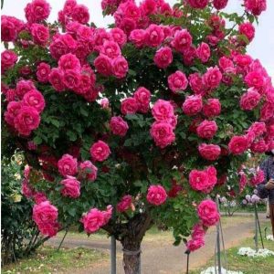 Роза Версаля купить по цене от 232р. в интернет-магазине «Посадика» с доставкой почтой в в Порхове и по всей России – [изображение №1].