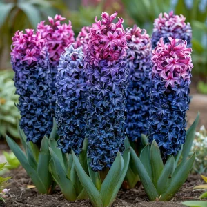 Гиацинт Блю Спринг купить по цене от 2099р. в интернет-магазине «Посадика» с доставкой почтой в в Порхове и по всей России – [изображение №1].