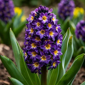 Гиацинт Вельвет Колор купить по цене от 2099р. в интернет-магазине «Посадика» с доставкой почтой в в Порхове и по всей России – [изображение №1].