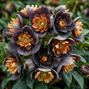 Морозник Блум Айс купить по цене от 499р. в интернет-магазине «Посадика» с доставкой почтой в в Порхове и по всей России – [изображение №1].