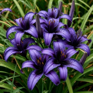 Лилейник Блю Айрис купить по цене от 324р. в интернет-магазине «Посадика» с доставкой почтой в в Порхове и по всей России – [изображение №1].