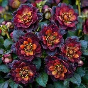 Морозник Сноу Дроп купить по цене от 348р. в интернет-магазине «Посадика» с доставкой почтой в в Порхове и по всей России – [изображение №1].