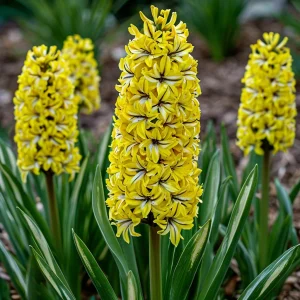 Гиацинт Сансет Голд купить по цене от 2099р. в интернет-магазине «Посадика» с доставкой почтой в в Порхове и по всей России – [изображение №1].