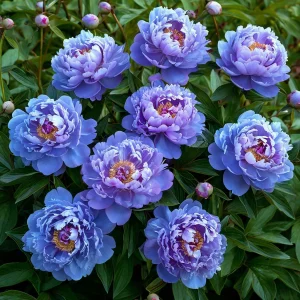 Пион Голубой лотос купить по цене от 590р. в интернет-магазине «Посадика» с доставкой почтой в в Порхове и по всей России – [изображение №1].