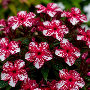 Флокс Ливер Гриммер купить по цене от 590р. в интернет-магазине «Посадика» с доставкой почтой в в Порхове и по всей России – [изображение №1].