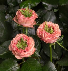 Роза Амбер Инчант купить по цене от 495р. в интернет-магазине «Посадика» с доставкой почтой в в Порхове и по всей России – [изображение №1].