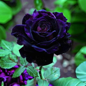 Роза Блэк Пантер купить по цене от 319р. в интернет-магазине «Посадика» с доставкой почтой в в Порхове и по всей России – [изображение №1].