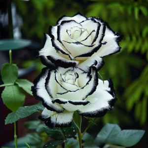 Роза Силк Ивин купить по цене от 319р. в интернет-магазине «Посадика» с доставкой почтой в в Порхове и по всей России – [изображение №1].