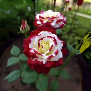 Роза Роял Глом купить по цене от 401р. в интернет-магазине «Посадика» с доставкой почтой в в Порхове и по всей России – [изображение №1].