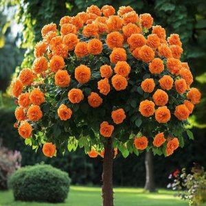 Роза Солнечный Шарм купить по цене от 349р. в интернет-магазине «Посадика» с доставкой почтой в в Порхове и по всей России – [изображение №1].