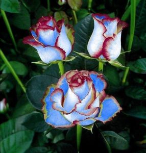 Роза Сафайер Пэтл купить по цене от 450р. в интернет-магазине «Посадика» с доставкой почтой в в Порхове и по всей России – [изображение №1].